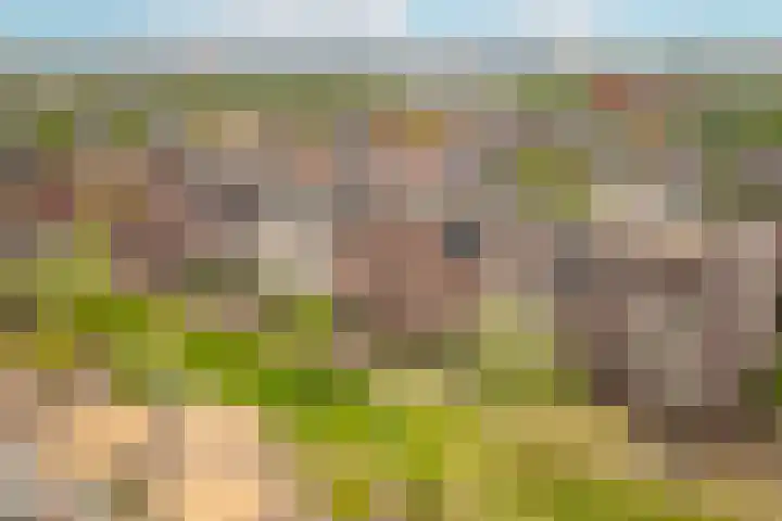 Coelhorst 72 Vleuten thumbnail 30