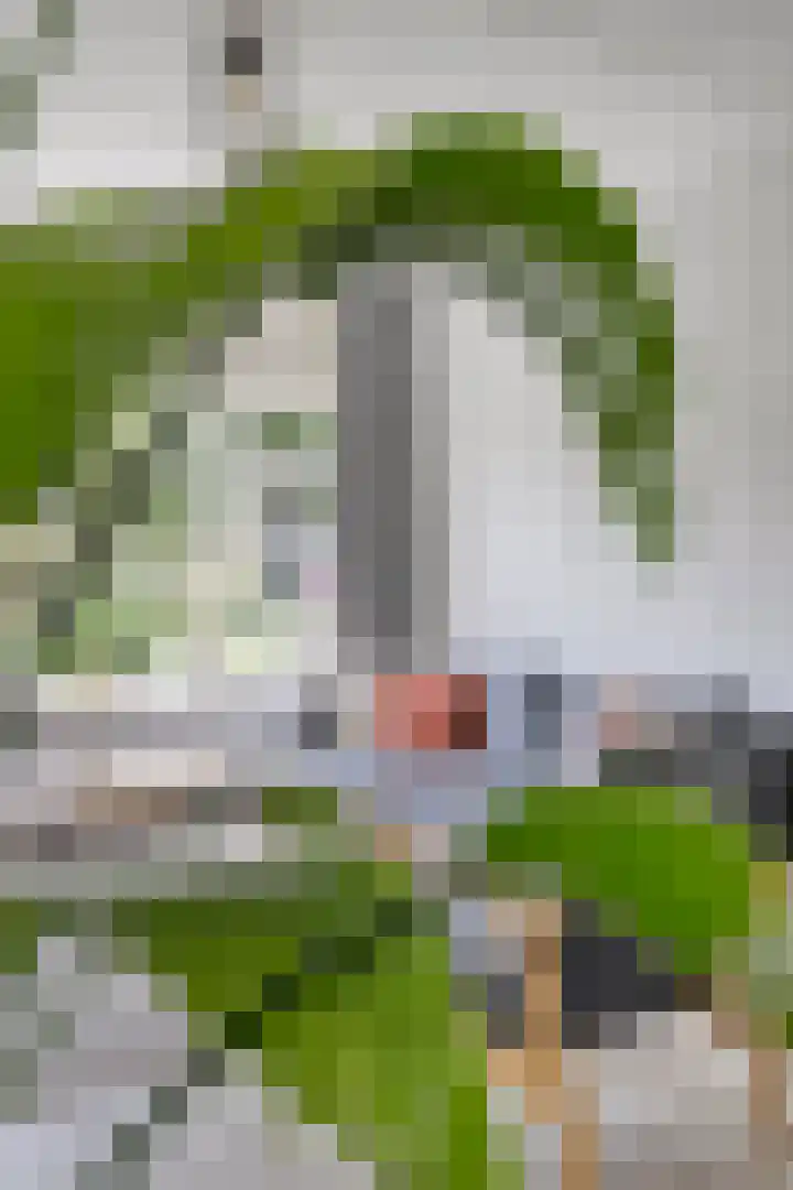 Coenderslaan 16 Nuis thumbnail 21