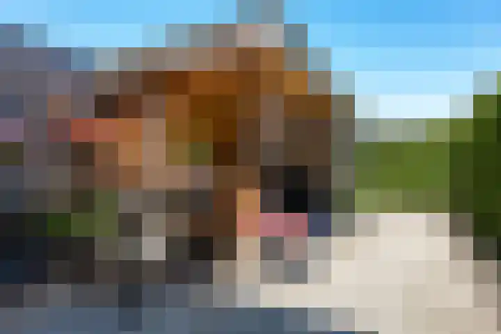 Coenderslaan 29 Nuis thumbnail 15