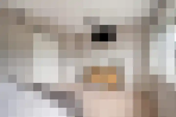 Cole Porterhof 8 Hoorn thumbnail 16