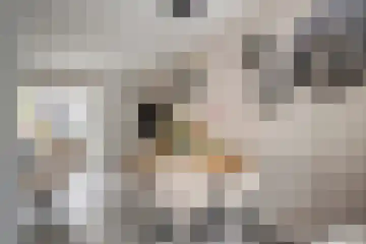 Cole Porterhof 8 Hoorn thumbnail 9