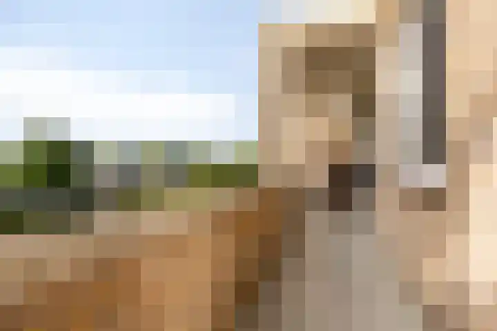 Colenso 113 Soest thumbnail 23
