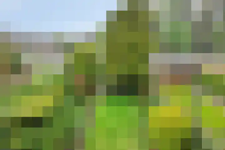 Colenso 29 Soest thumbnail 29