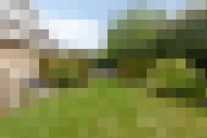 Colijnspolder 31 Bergen op Zoom thumbnail 46