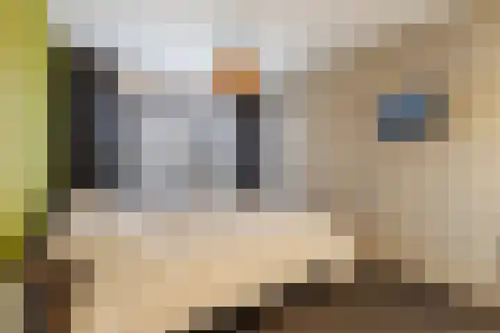 Collendoorn 8 Raalte thumbnail 31