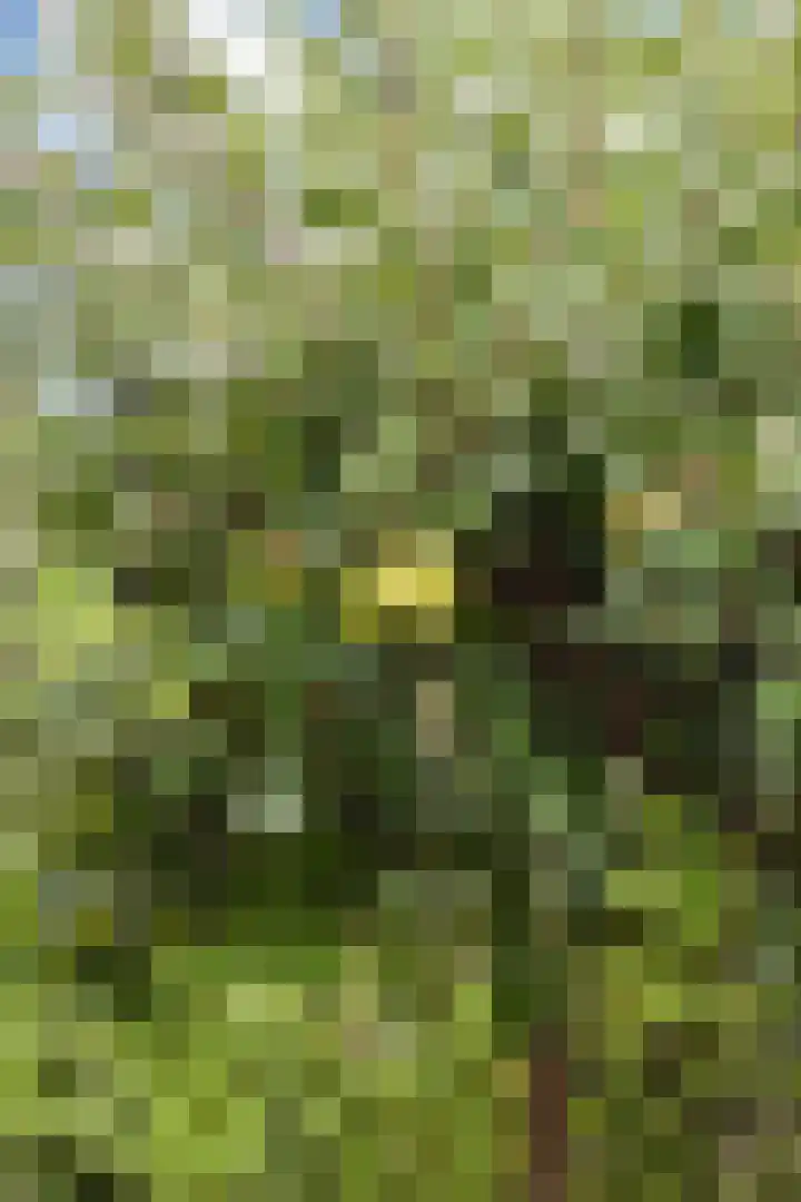 Commandeurshof 1 Maasland thumbnail 32