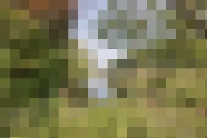 Commandeurstraat 17 Geertruidenberg thumbnail 42