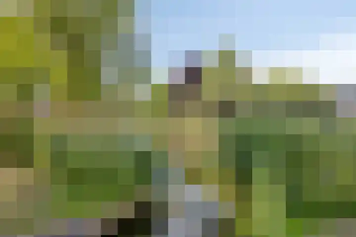 Commandeurstraat 27 Oosterhout thumbnail 34