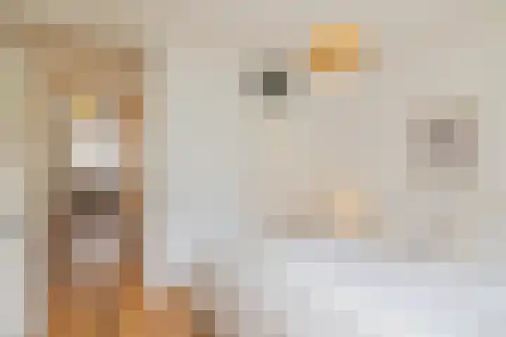 Commelinstraat 163 Amsterdam thumbnail 19