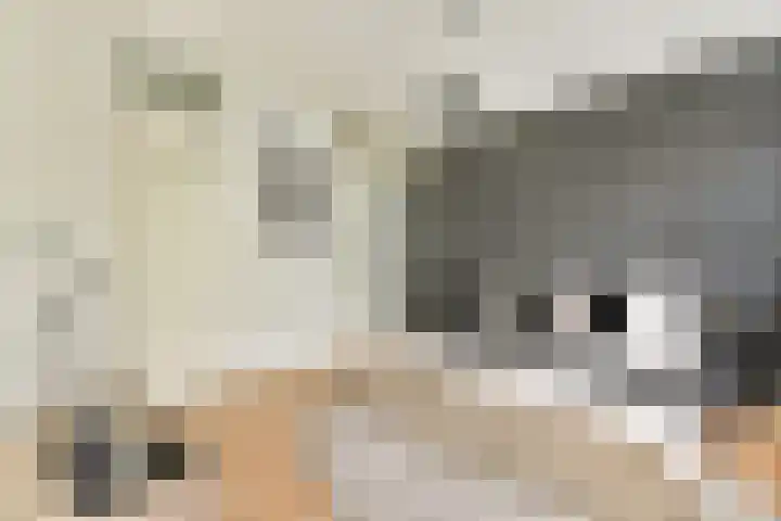 Commelinstraat 199 Amsterdam thumbnail 14