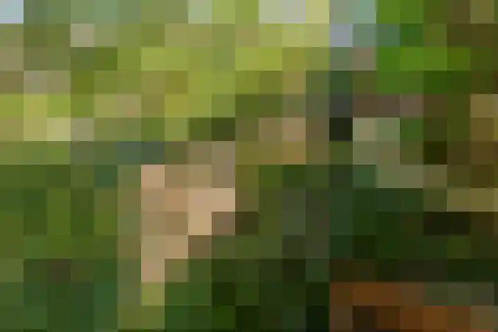 Commelinstraat 442 Amsterdam thumbnail 10