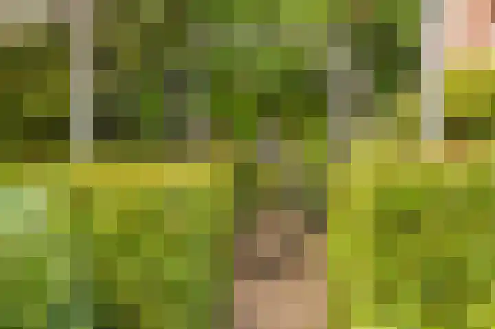 Commelinstraat 452 Amsterdam thumbnail 22