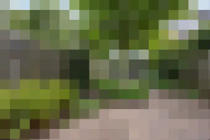 Commissaris De Quaylaan 242 's-Hertogenbosch thumbnail 25