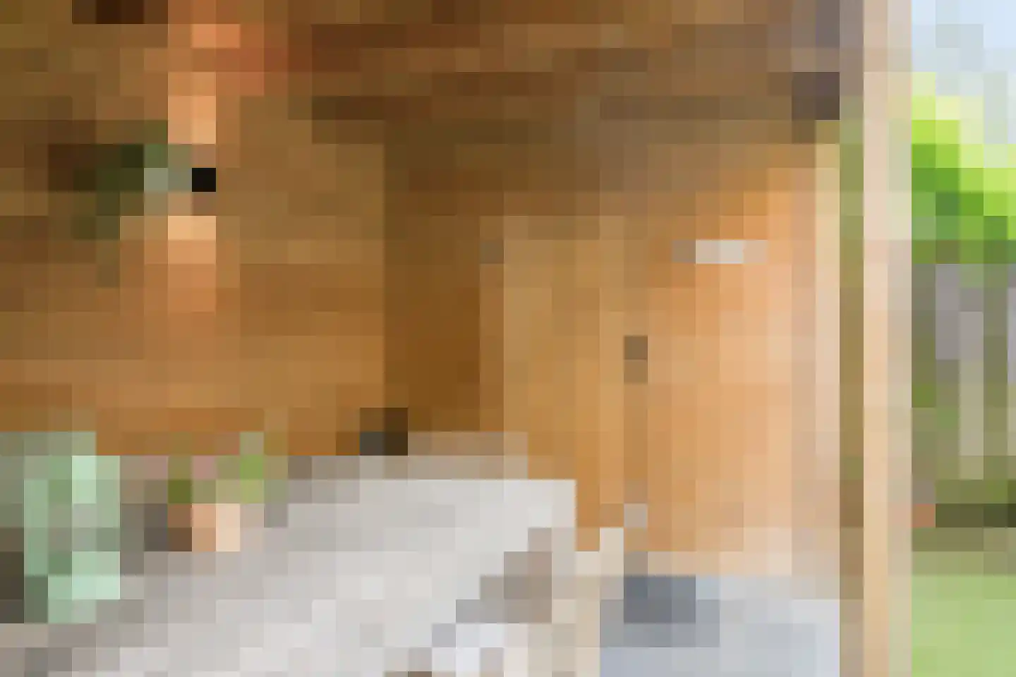 Commissaris van der Hartenlaan 12 's-Hertogenbosch thumbnail 34