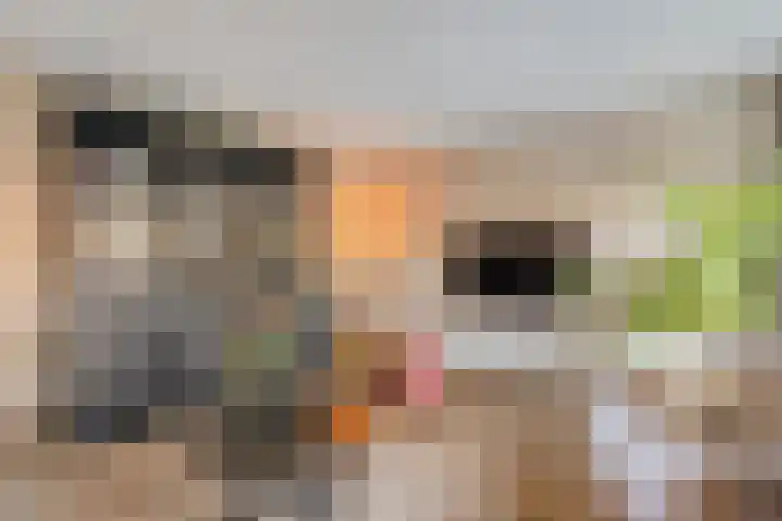 Commissarislaan 62 Zwolle thumbnail 14