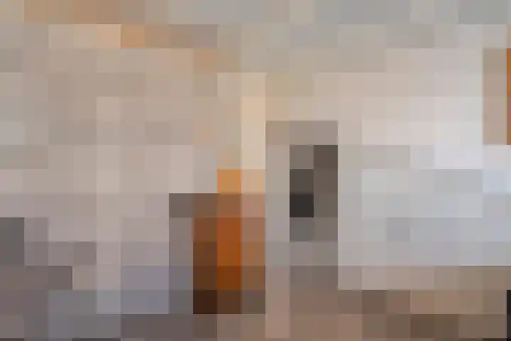 Commissarislaan 62 Zwolle thumbnail 41