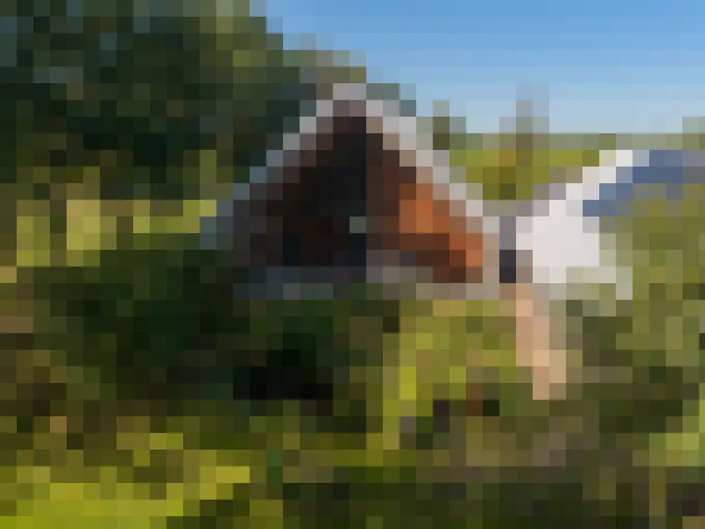 Commissiebos 6 Zevenhuizen thumbnail 4