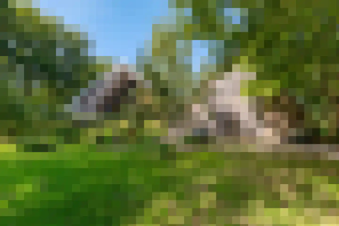 Commissiebos 6 Zevenhuizen thumbnail 44