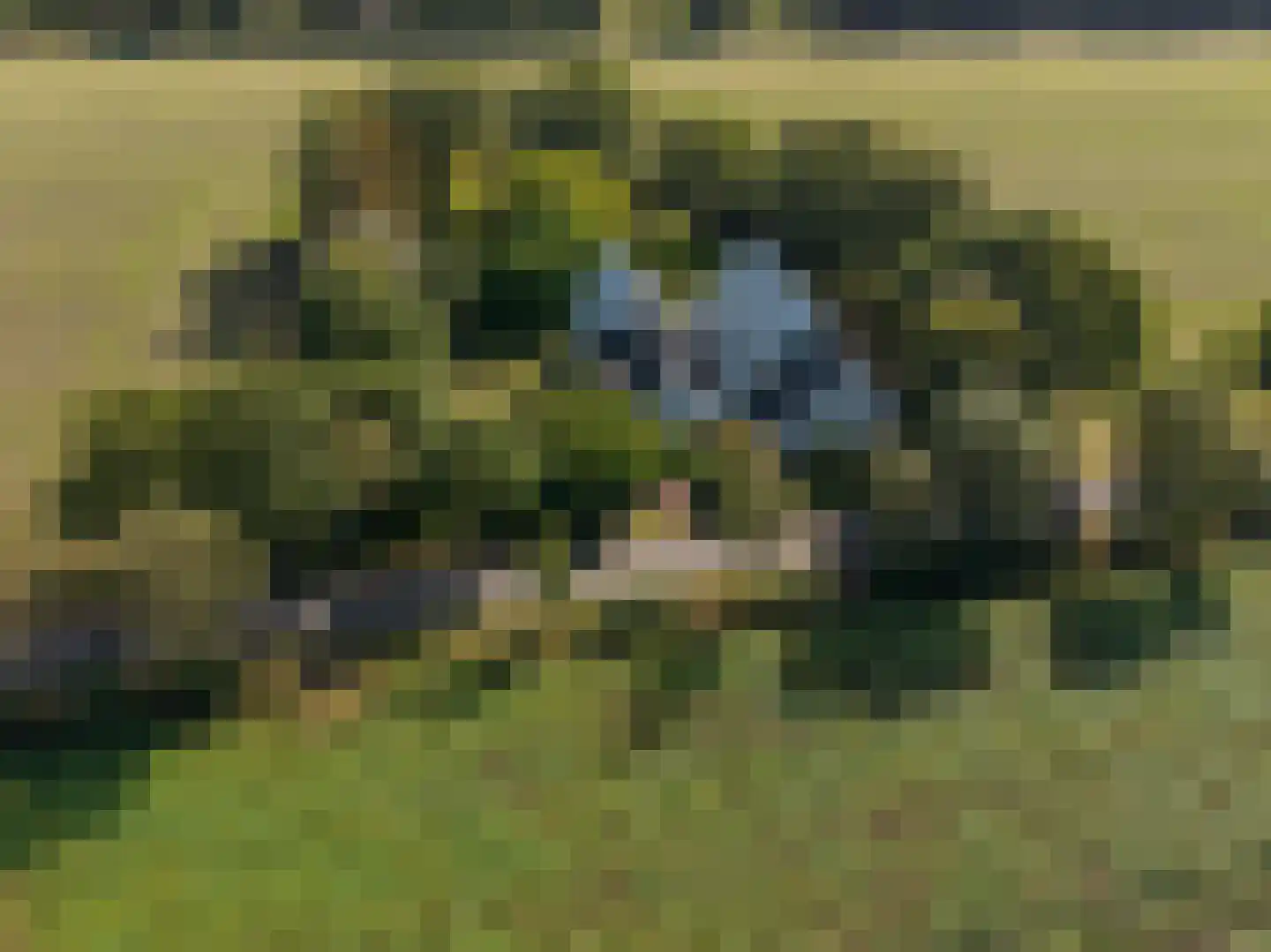 Commissiebos 6 Zevenhuizen thumbnail 57