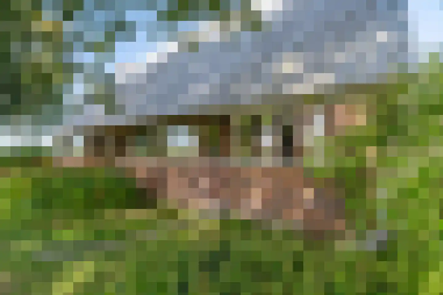 Commissiebos 6 Zevenhuizen thumbnail 6