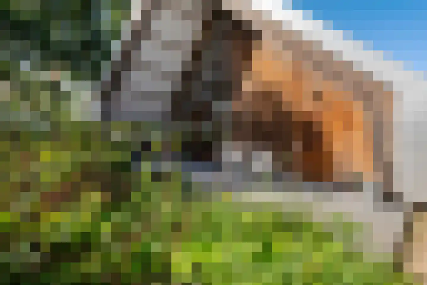 Commissiebos 6 Zevenhuizen thumbnail 8