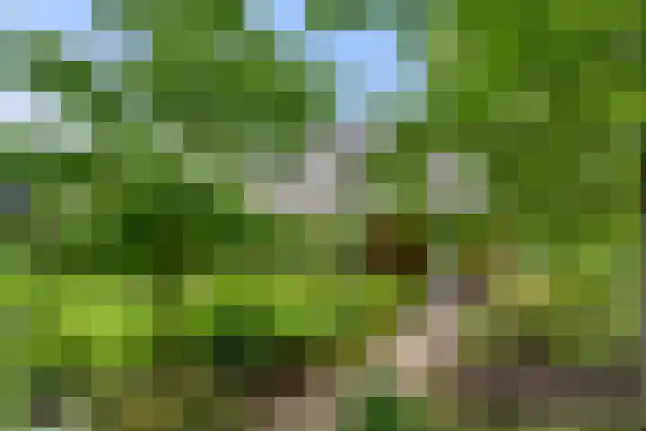 Compagnie 17 Ede thumbnail 56