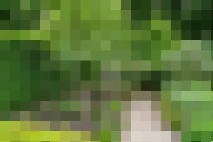 Compagnie 17 Ede thumbnail 59