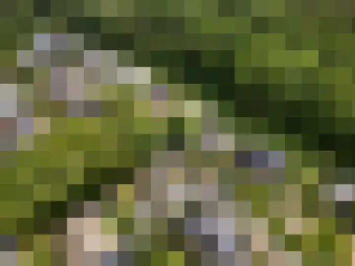 Compagnie 17 Ede thumbnail 6