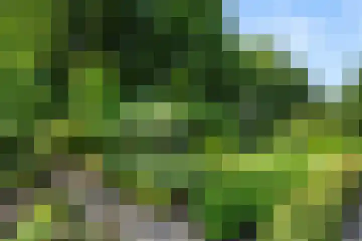 Compagnie 17 Ede thumbnail 62