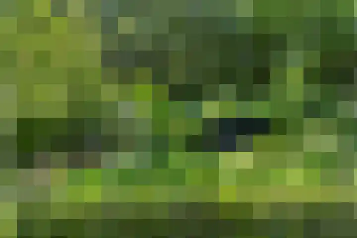 Compagnie 17 Ede thumbnail 63
