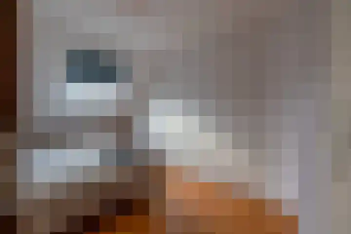 Compagnie 20 Surhuisterveen thumbnail 24