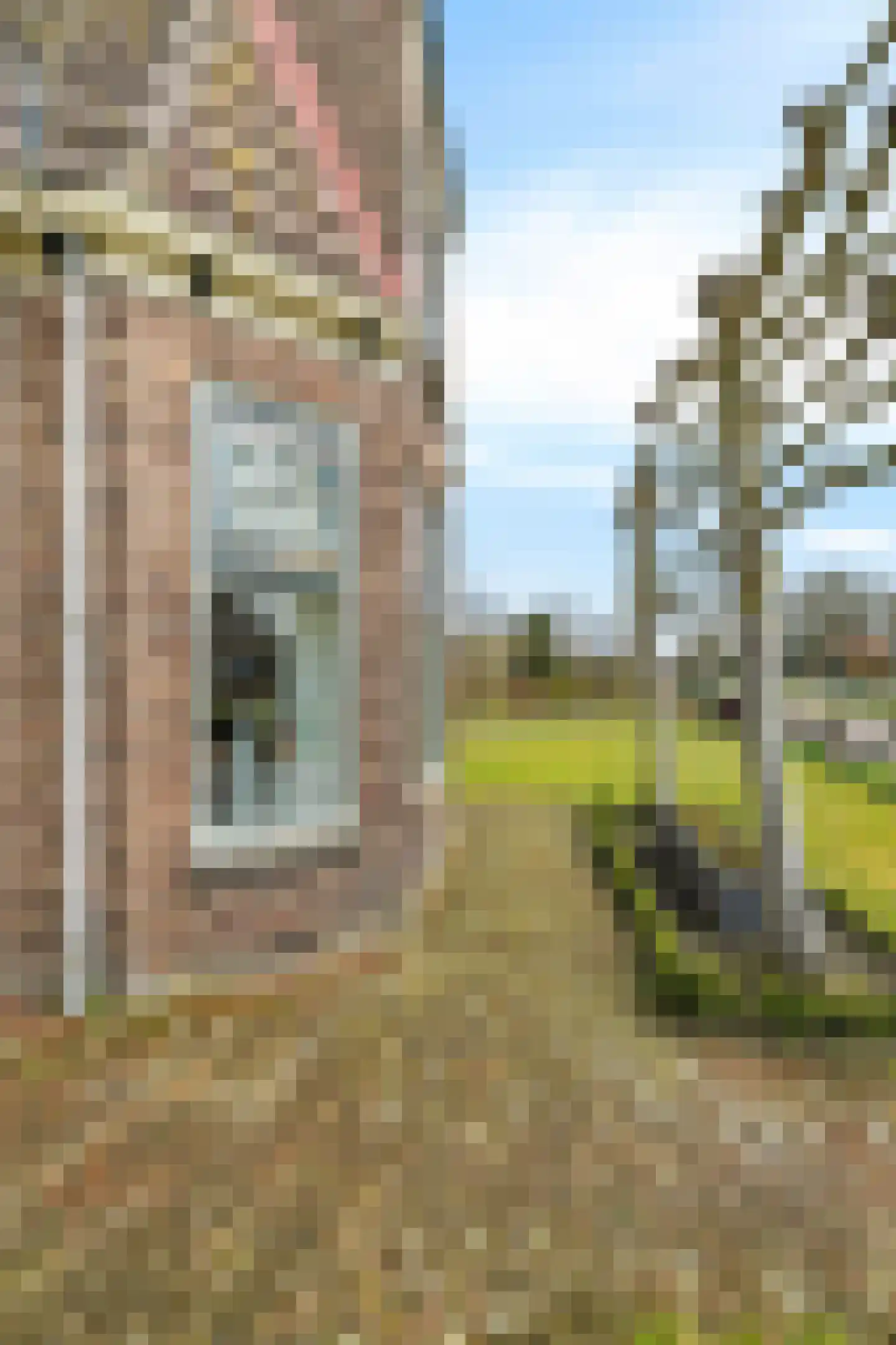 Compagnonsfeart 30 Hemrik thumbnail 12