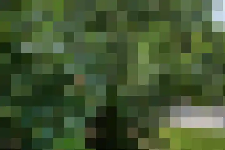 Compagnonsweg 14 Ravenswoud thumbnail 33