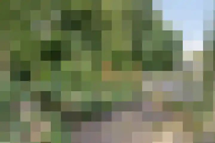 Compagnonsweg 14 Ravenswoud thumbnail 38
