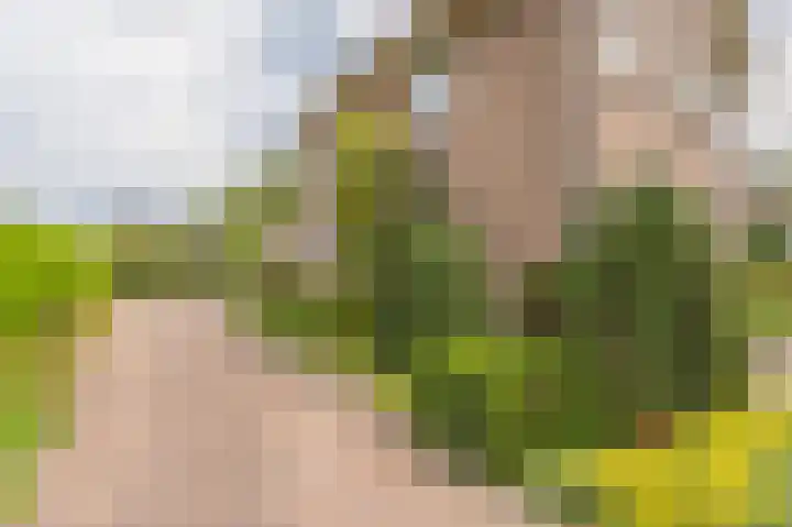 Compagnonsweg 33 Ravenswoud thumbnail 39