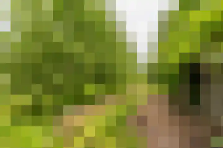 Compagnonsweg 33 Ravenswoud thumbnail 57