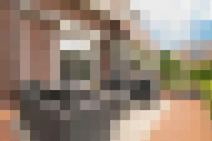 Concorde 23 Buren thumbnail 32