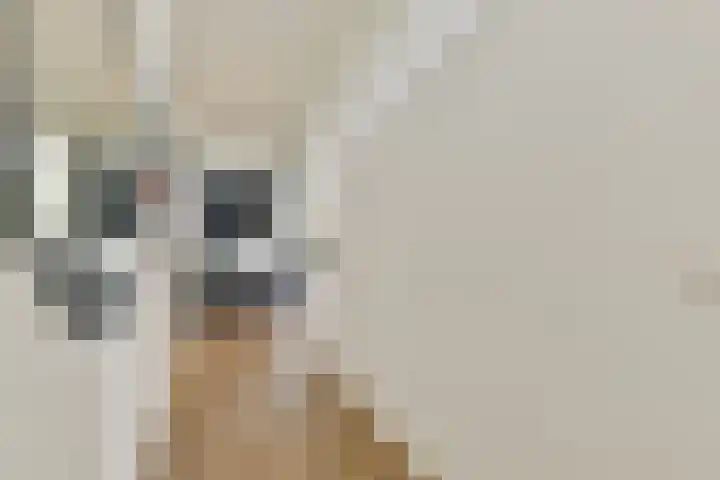 Condorhorst 36 Leiden thumbnail 4