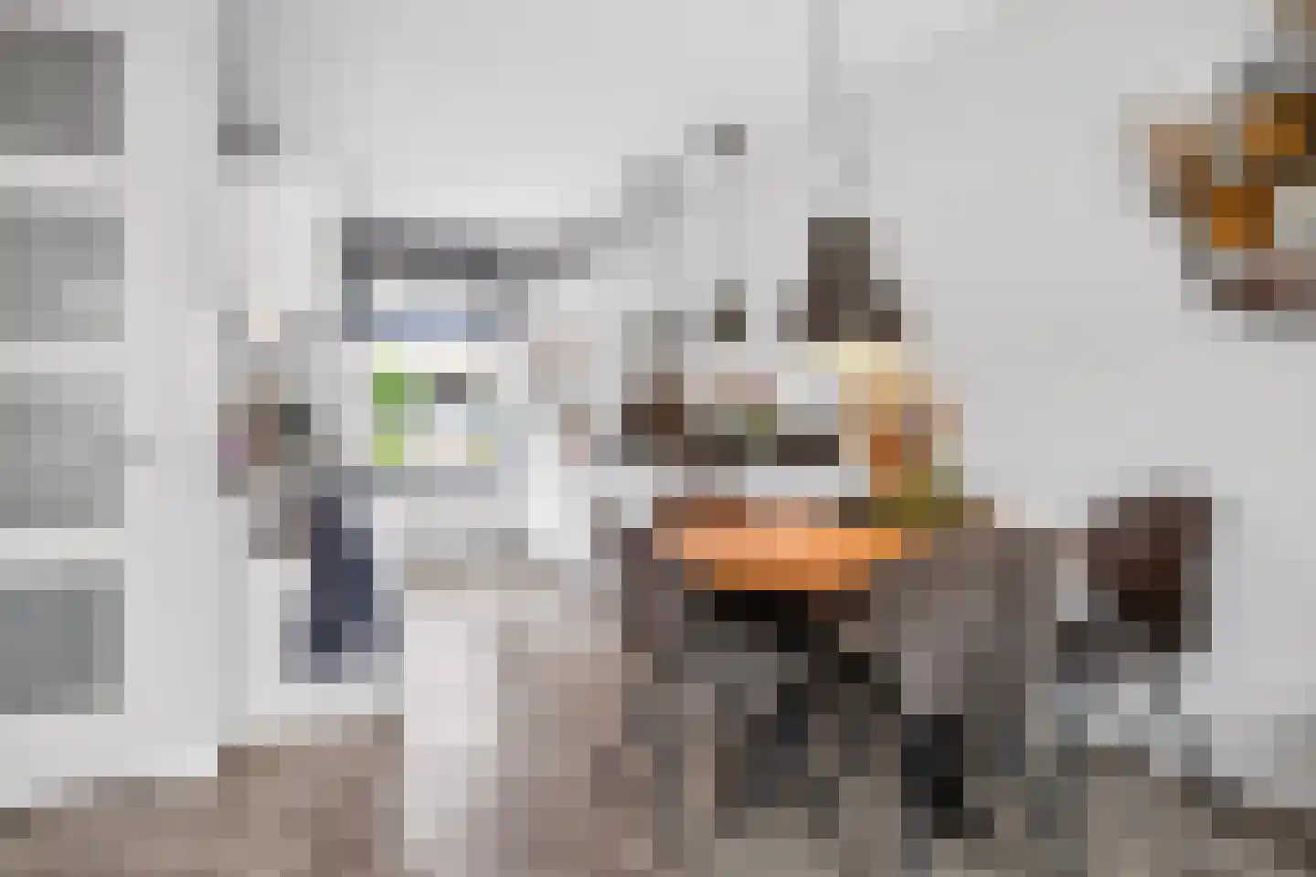 Conerij 16 Ede thumbnail 12