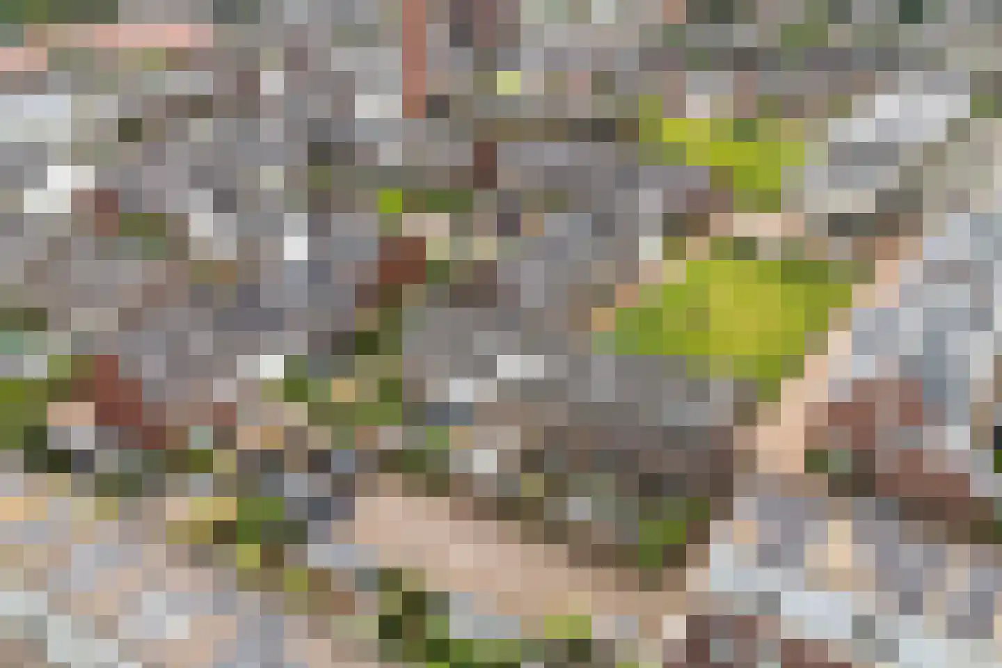 Conerij 16 Ede thumbnail 57