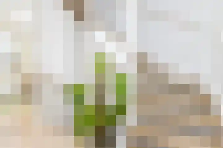 Conerij 22 Ede thumbnail 16
