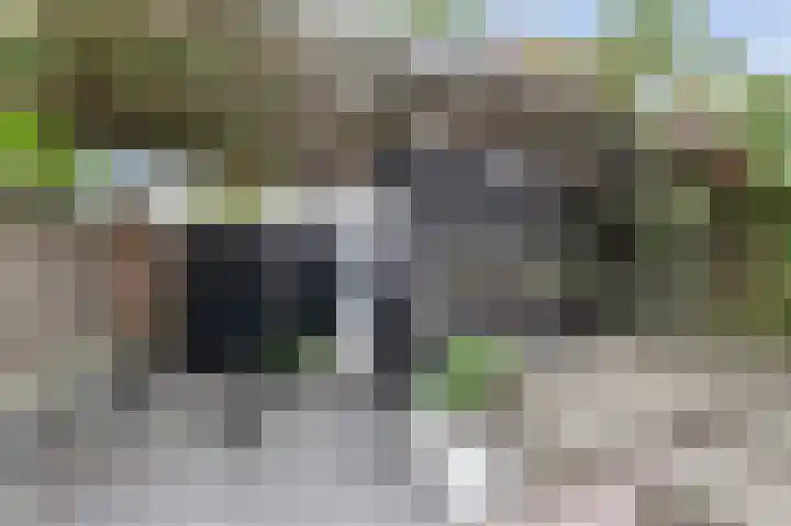 Coniferenhout 32 Barendrecht thumbnail 42