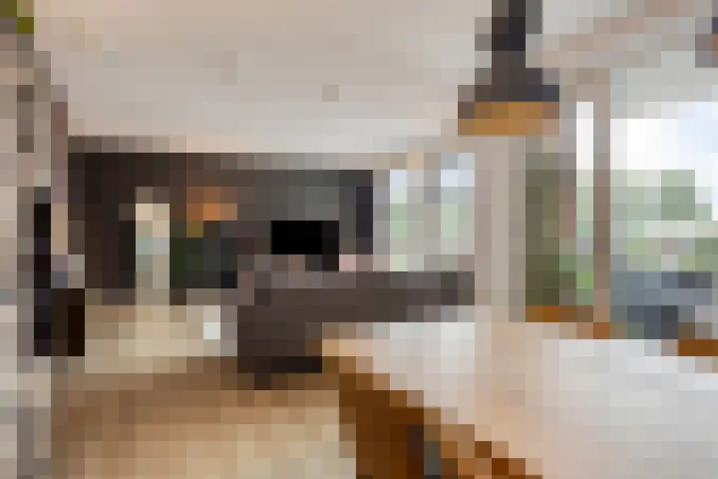 Conradwerf 88 Zaandam thumbnail 9