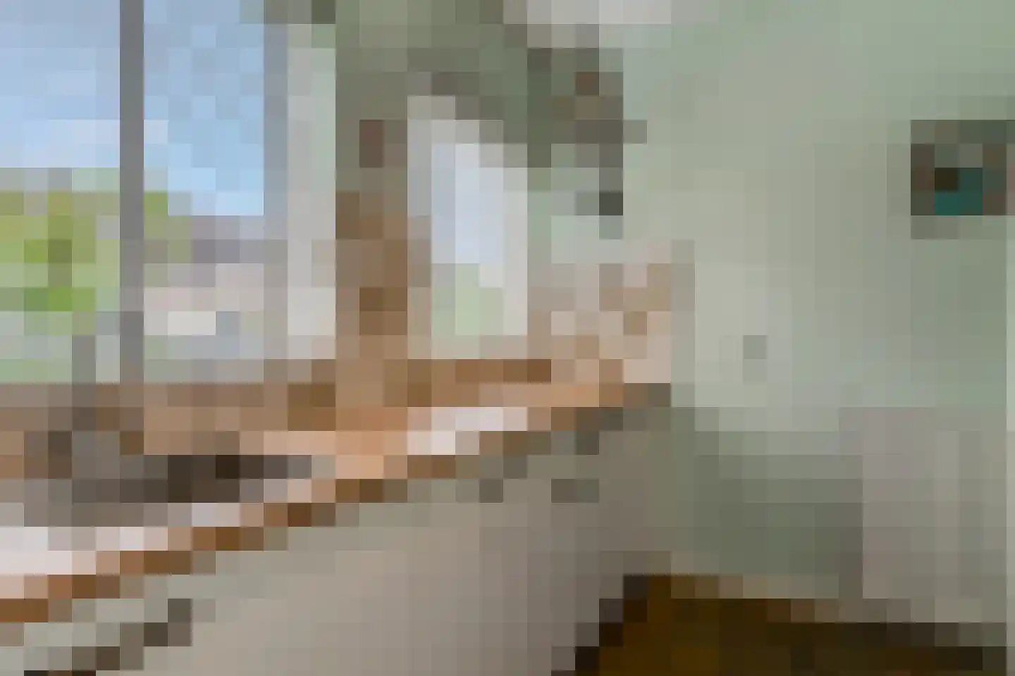 Constantijnstraat 2 Andelst thumbnail 17