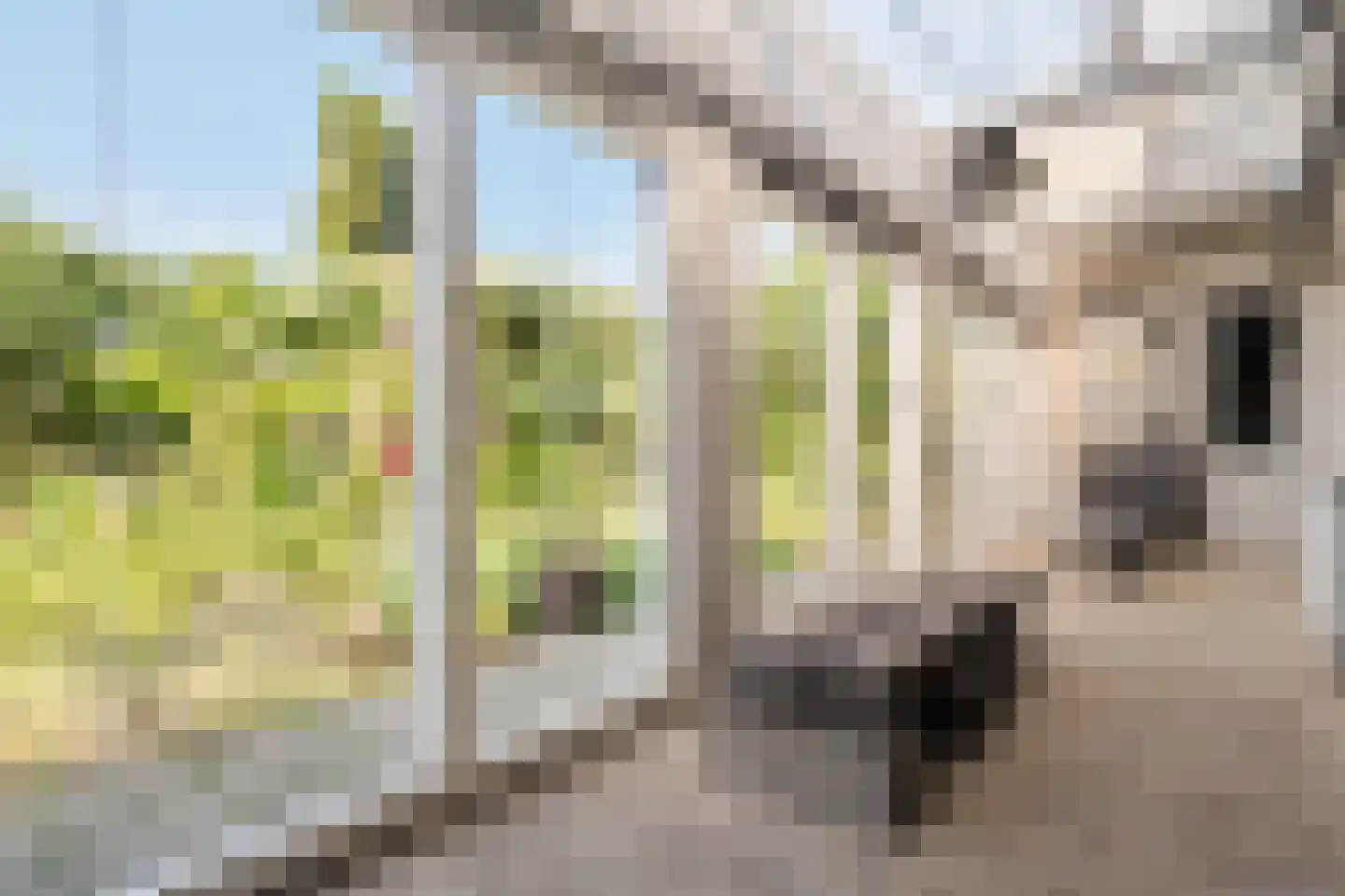Contre Escarpe 3 Ravenstein thumbnail 22