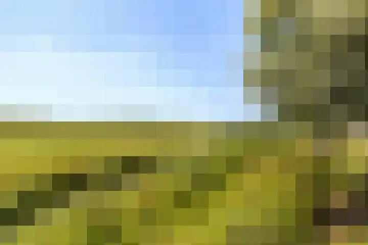Coöperatiehoek 12 Achterveld thumbnail 32