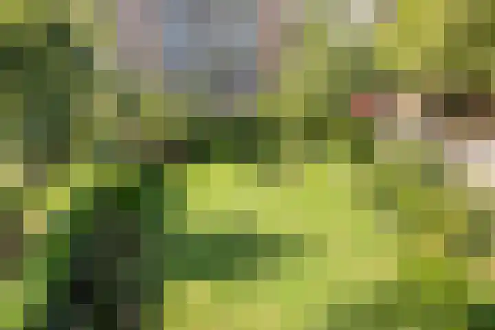 Coornhertstraat 13 Vlaardingen thumbnail 16