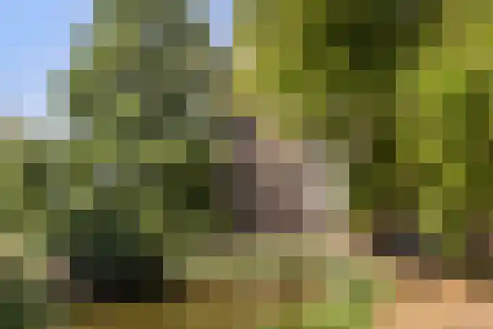 Coornhertstraat 13 Vlaardingen thumbnail 32