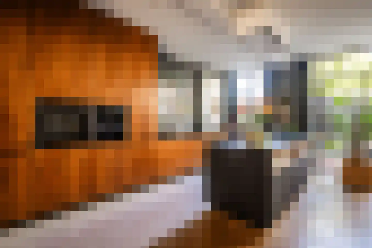 Coornhertstraat 14 Haarlem thumbnail 17
