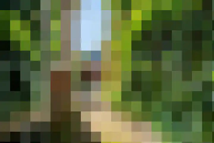Coornhertstraat 6 Leiden thumbnail 9